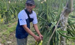 Kelompok Tani Sinar Cabe Raup Omzet Rp 30 Juta Per Bulan dari Kebun Buah Naga