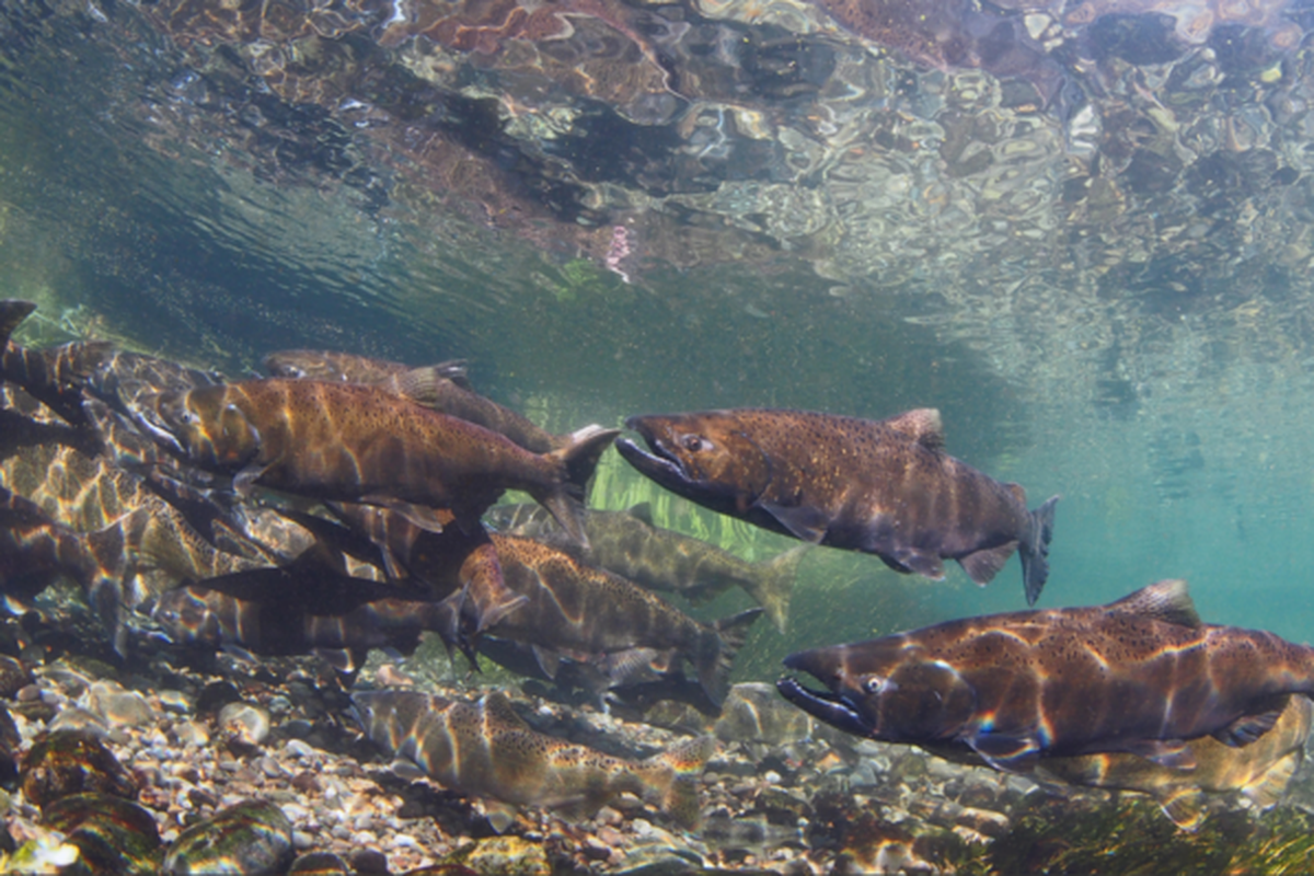 Ratusan salmon chinook muda ditemukan mati di hilir Sungai Yuba, California, Amerika Serikat, usai pipa PLTA New Colgate pecah.