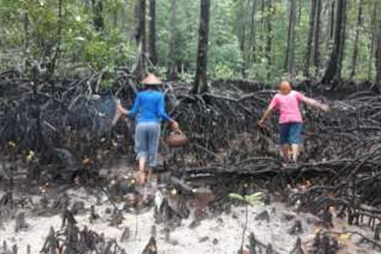 perempuan adat yang tinggal di Pulau Enggano, Bengkulu, mencari lokan dan kerang di Hutan Bakau. KOMPAS.com/FIRMANSYAH