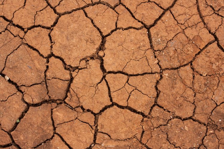Tanah Retak di Ketapang Kalbar Bak Gurun Afrika, Benarkah Kalimantan Mulai Mengering?