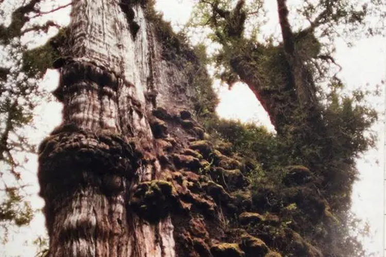 cemara Patagonian (Fitzroya cupressoides) disebut sebagai pohon tertua di dunia. Umurnya lebih dari 5000 tahun