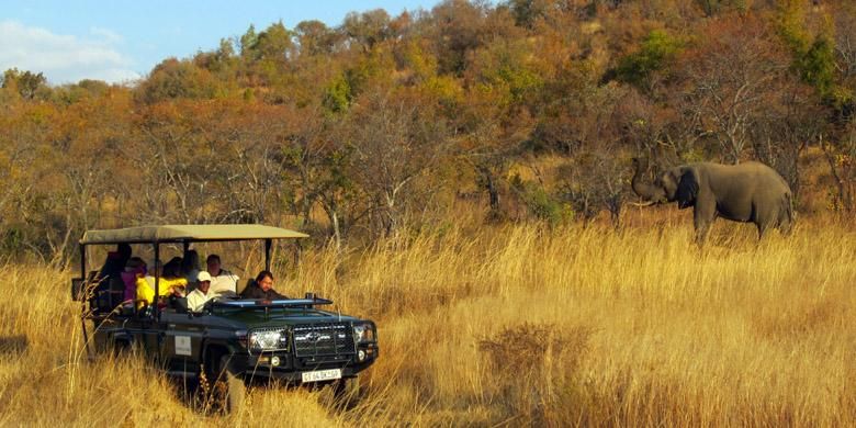 Suasana safari di Welgevonden Game Reserve, taman konservasi hewan liar di Vaalwater, Limpopo, Afrika Selatan, 29 Mei-4 Juni 2015.
