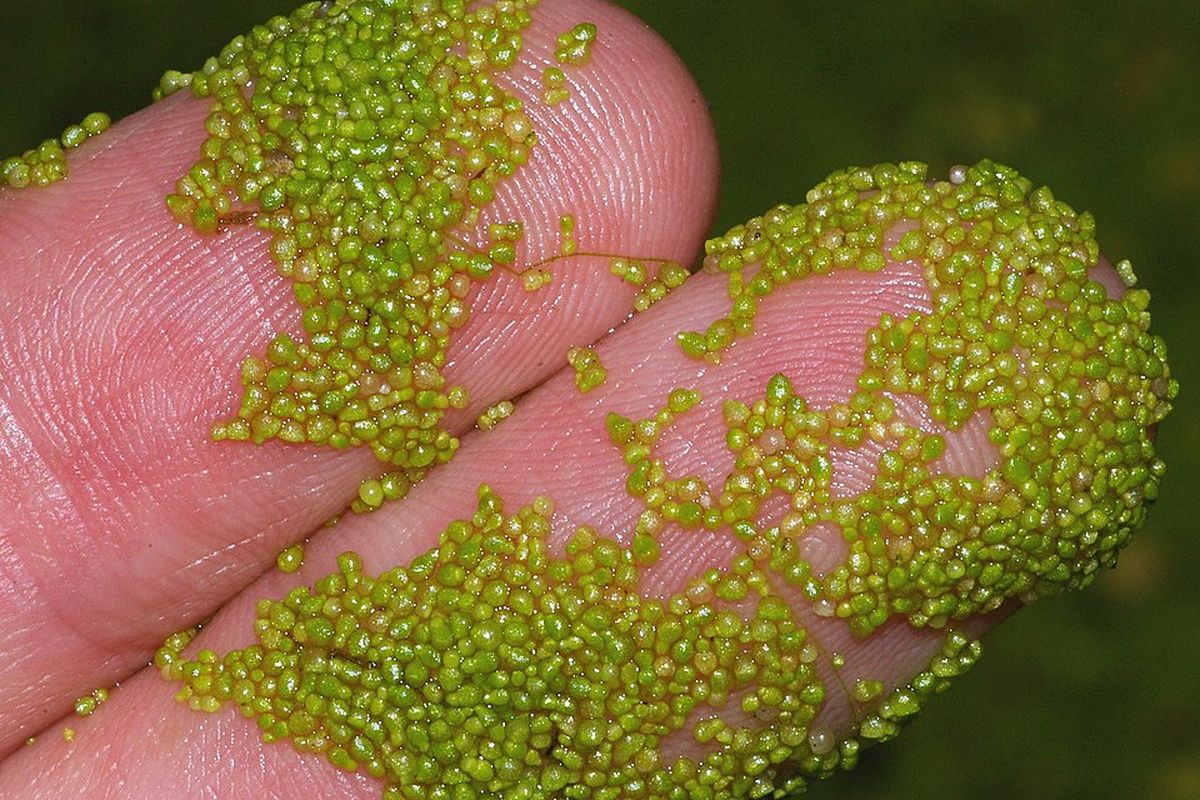 Wolffia globosa, tumbuhan terkecil di dunia