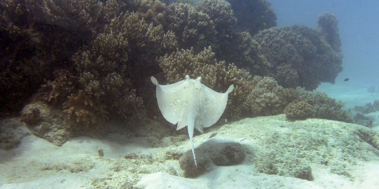 6800 Gambar Binatang Ikan Pari Gratis Terbaik