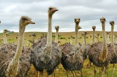 Kenapa Burung Unta Tidak Bisa Terbang?