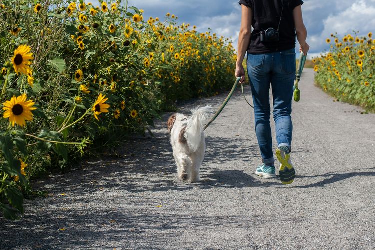 Jalan kaki dengan hewan peliharaan ke luar ruangan dapat menjadi cara menenangkan hati dan pikiran.
