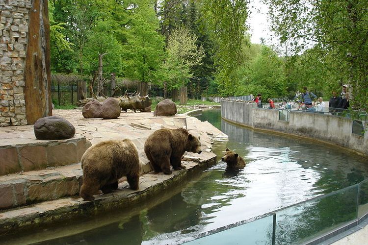 Tiga ekor beruang di kebun binatang yang merupakan ekosistem buatan