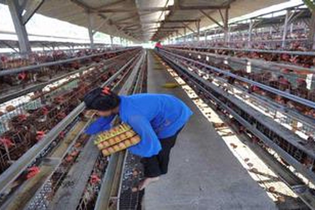 Pekerja mengumpulkan telur ayam di sebuah peternakan di Dusun Gondang, Desa Umbulharjo, Cangkringan, Sleman, DI Yogyakarta, Kamis (12/7/2012). Sepekan menjelang bulan Ramadhan, harga telur ayam di sejumlah pasar di Yogyakarta melonjak rata-rata Rp 3.500 per kilogram menjadi sekitar Rp 18.500 per kilogram.  
