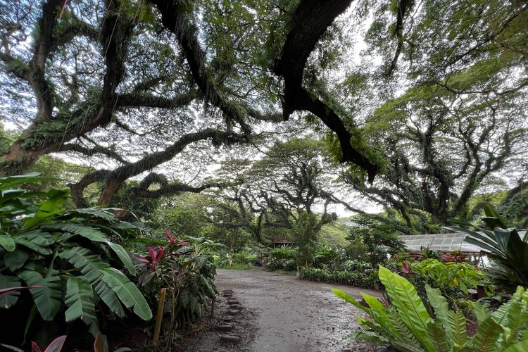 Wisata De Djawatan di Banyuwangi dengan Pohon Trembesi Raksasa, Senin (19/5/2025).