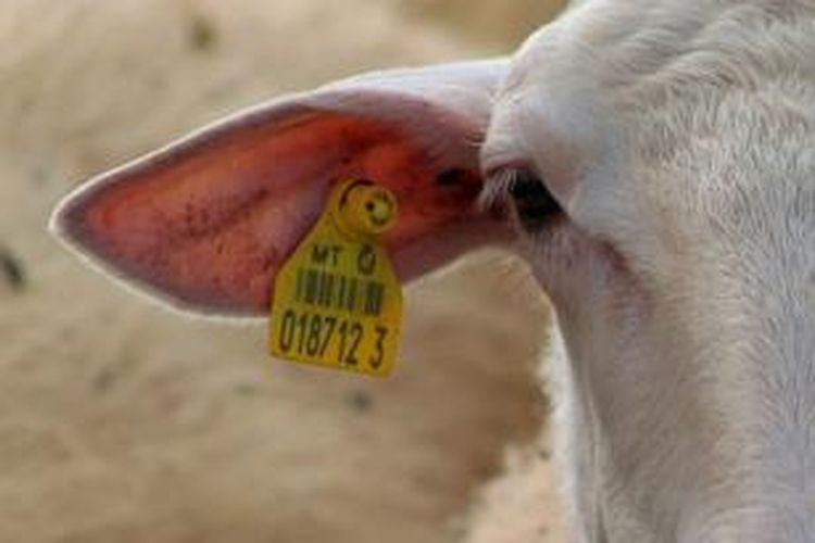 Label pada telinga hewan ternak, kini sedang dikembangkan untuk bisa dilengkapi modem untuk berinternet.