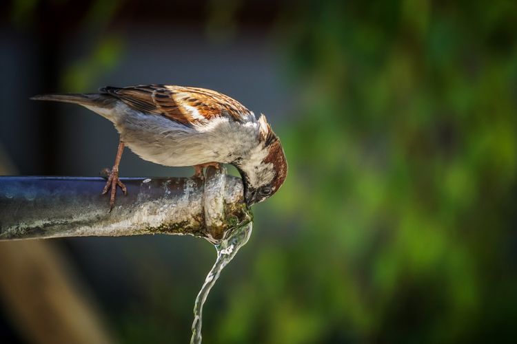 Burung yang sedang meminum air