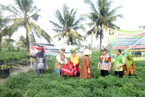 Cabai Kulon Progo Bakal Penuhi Jabodetabek Jelang Puasa 