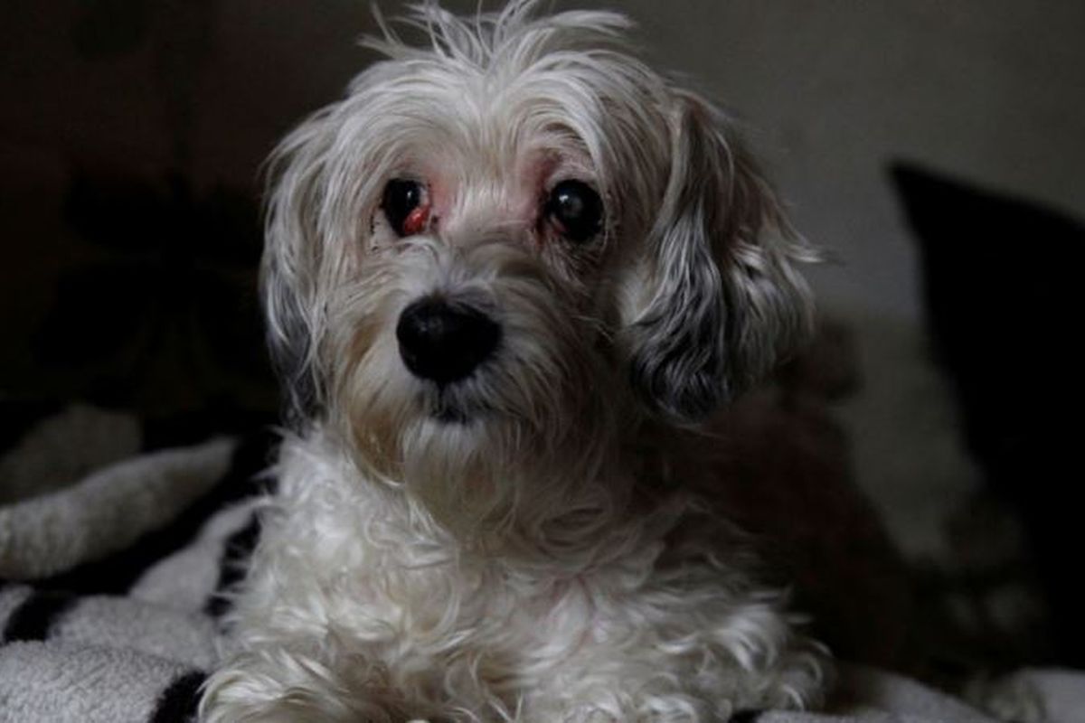 Zsazsa, anjing jenis Havanese berusia sembilan tahun yang ditemukan tengah menjaga jenazah pemiliknya selama satu pekan.