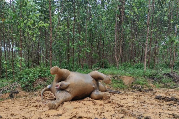 Gajah betina bunting yang ditemukan mati akibat diracun di areal perusahaan di Desa Koto Pait Beringin, Kecamatan Talang Muandau, Kabupaten Bengkalis, Rabu (25/5/2022).