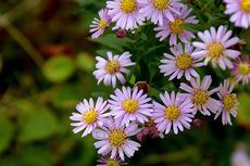 4 Cara Merawat Bunga Aster agar Tumbuh Subur dan Rajin Berbunga