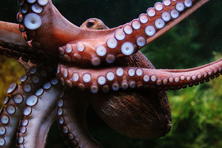 Populasi gurita di Inggris melonjak pada tahun 2025. Krisis iklim disebut sebagai penyebabnya.