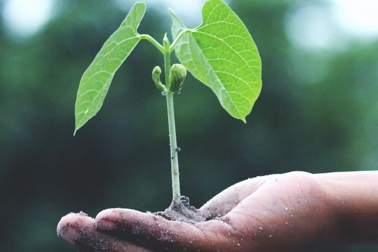 Ilustrasi menanam pohon. 