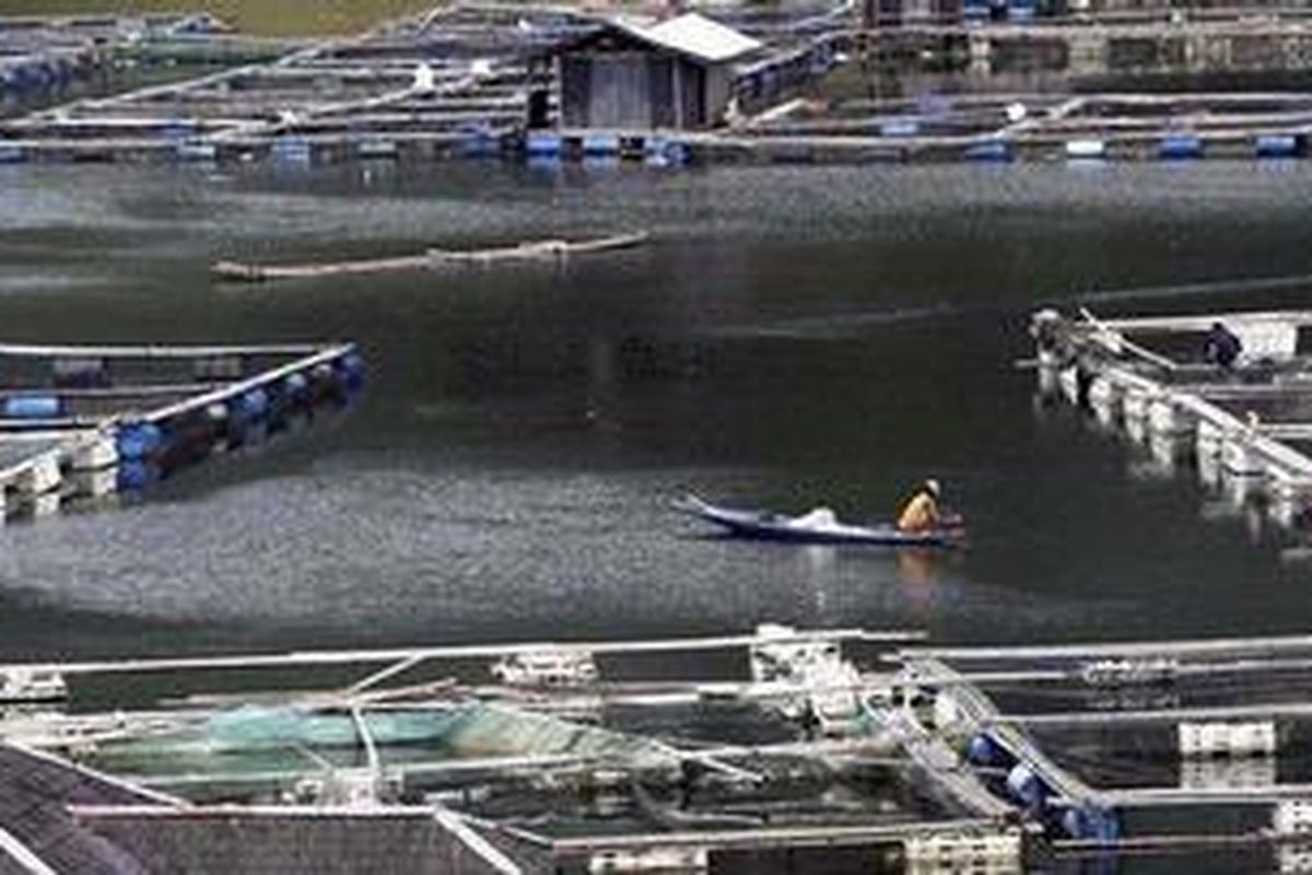 Pembudidaya ikan keramba jaring apung berperahu di kawasan budi daya ikan Waduk Saguling, Desa Bongas, Kecamatan Cililin, Bandung, Jawa Barat, Rabu (23/3/2011). Sejumlah pembudidaya ikan mengaku bahwa usaha keramba ikan semakin menurun akibat serangan virus dan pencemaran air. Pada tahun 1990-an, ada sekitar 5.000 keramba namun sekarang tinggal sekitar 500 keramba. KOMPAS IMAGES/RODERICK ADRIAN MOZES