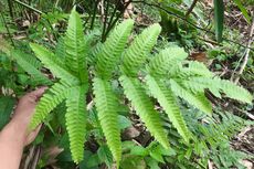 Daun Pakis dari Gunung Sumbing Magelang Diminati Pasar Jepang dan Australia, Kirim hingga 20 Ton Per Tahun