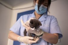 Perusahaan China Klaim Berhasil Kloning Seekor Kucing untuk Pertama Kali