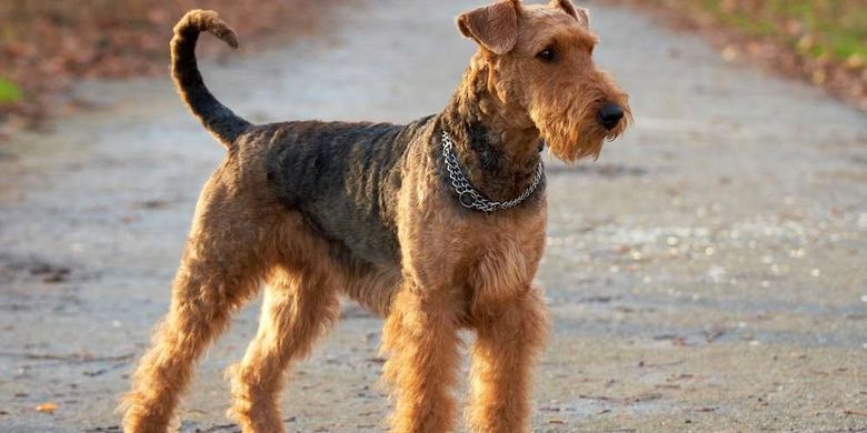 Anjing Airedale terrier modern