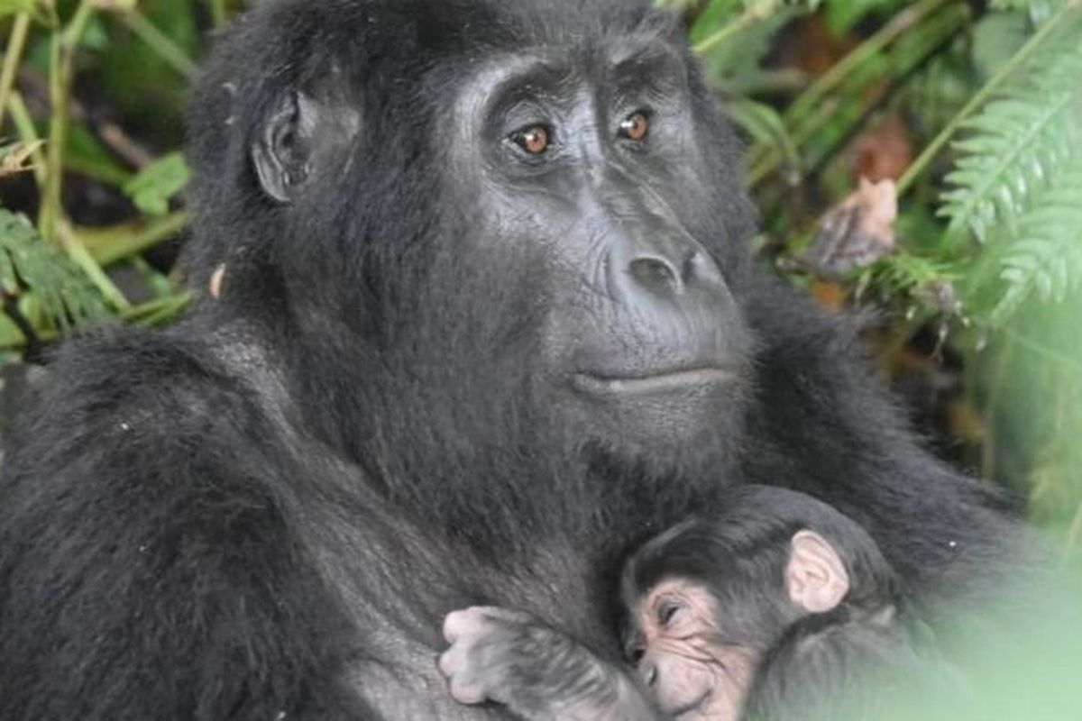 Gorila Ruterana baru melahirkan, anaknya tercatat sebagai bayi kelima dalam enam pekan di keluarga besarnya di Taman Nasional Bwindi, Uganda.