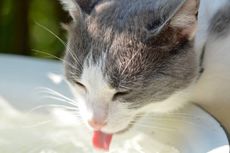 Apa Kucing Boleh Diberi Makan Gula Merah?
