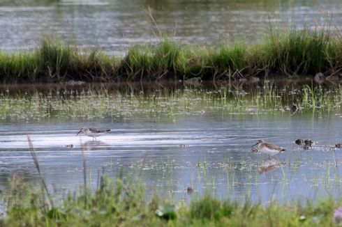 Bukan di Danau Limboto, Burung Bermigrasi Lebih Mudah Diamati di Persawahan Sampingnya
