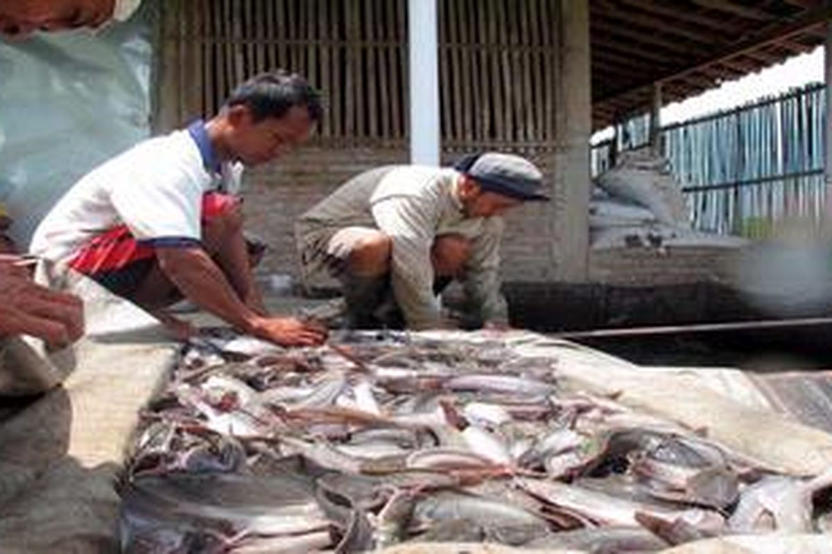 Ilustrasi: Panen ikan lele.