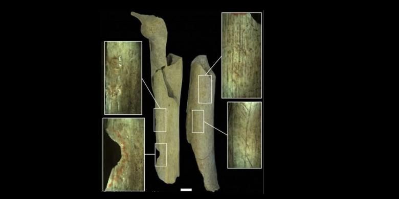 Tulang-tulang manusia di goa Goyet memberi petunjuk praktek kanibalisme pada Neanderthal. Manusia purba itu juga memanfaatkan tulang sisa kanibalisme untuk membuat alat batu.