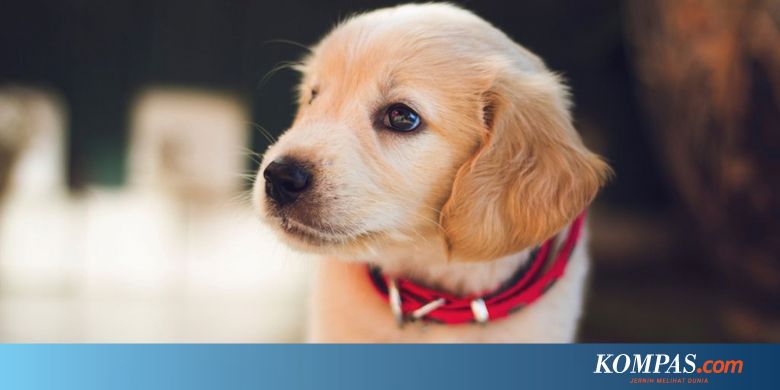 Pemerintah Inggris Wacanakan Larangan Jual Anak Anjing Dan Kucing