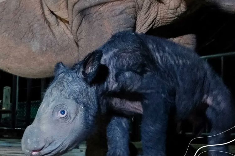 Seekor anak badak berjenis kelamin jantan lahir di Suaka Rhino Sumatera Taman Nasional Way Kambas (SRS TNWK), Sabtu (25/11/2023). Bayi badak tersebut dinamakan Delilah, sesuai dengan nama induknya yang juga bernama Delilah yang berusia tujuh tahun