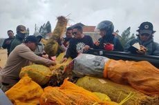 Polres Lumajang Kembali Temukan Ladang Ganja di Lereng Semeru, Ada 4.334 Pohon dari 5 Lokasi