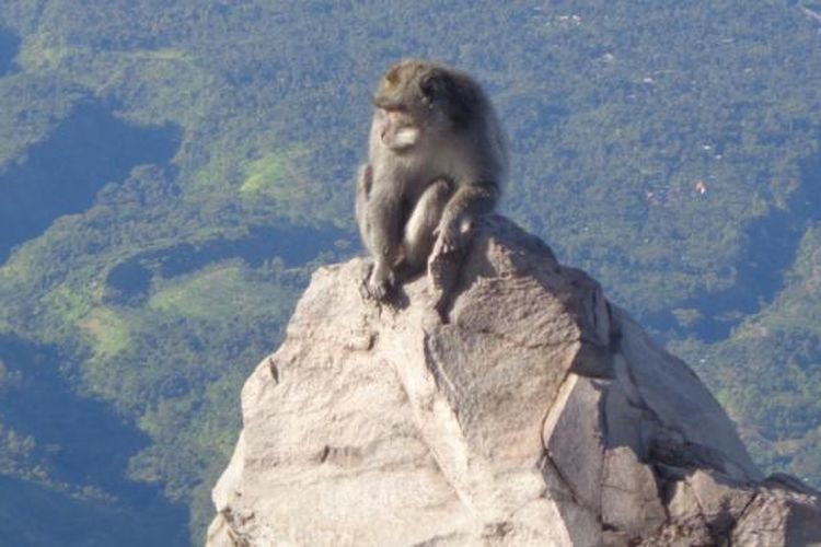 Monyet di puncak Gunung Agung