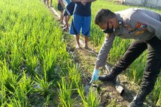 Pergi Matikan Jebakan Tikus Listrik, Petani Ini Tewas Tersengat