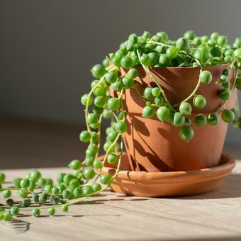 Ilustrasi tanaman hias string of pearls.