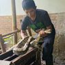Ular Piton Teror Warga Cilongok Banyumas, Mangsa Ayam dan Masuk Warung