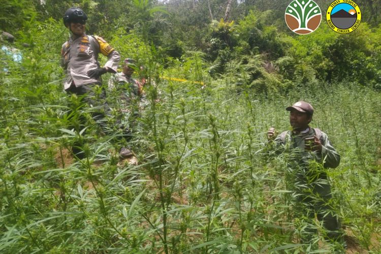 TNBTS: Ladang Ganja Semeru Tidak Berada di Jalur Wisata