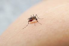 Chikungunya Meluas di Kota Bima, 100 Warga Terjangkit Kesulitan Berdiri