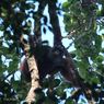 Wehea-Kelay, Tempat Ekowisata dan Rumah Orangutan di Kalimantan Timur