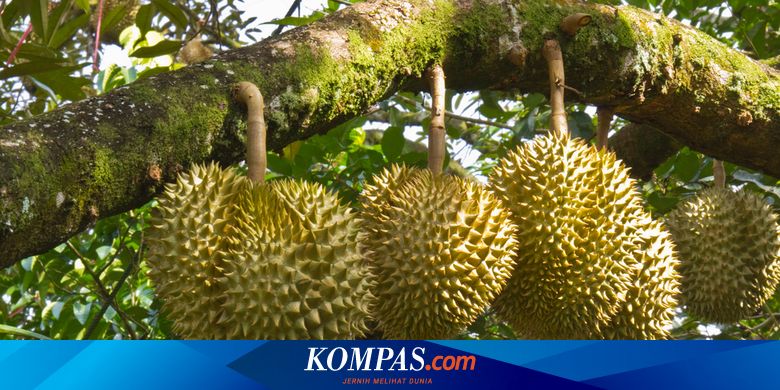 Mengapa Durian Jatuh Dari Pohon Lebih Lezat Halaman All Kompas Com