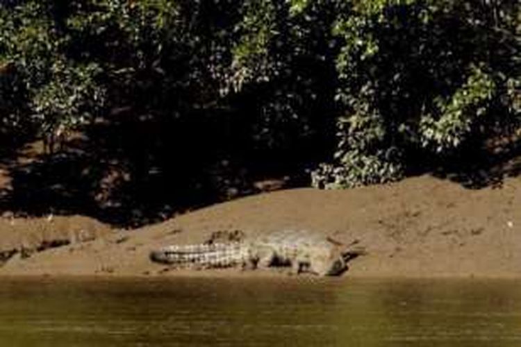 Seekor buaya berukuran sekitar 3,5 meter terlihat di tepian Sungai Mary, Northern Territory, Australia. Sungai ini dikenal sebagai perairan dengan populasi buaya terbanyak di dunia.