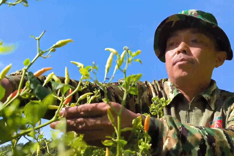 KEBUN CABAI: Anggota TNI di Polewali Mandar, Serma Zaenal sukses edukasi warga tanam cabai hingga raih pendapatan puluhan juta rupiah.