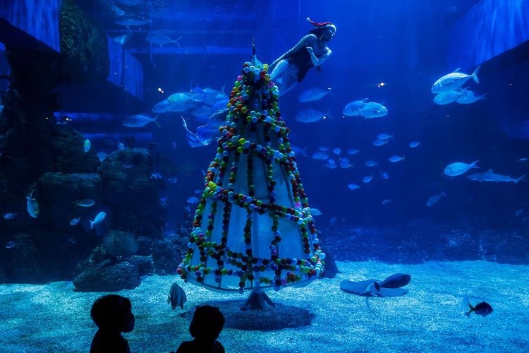 Penyelam berkostum putri duyung menari di dalam air yang dihias pohon natal di Jakarta Aquarium dan Safari, Mal Neo Soho, Grogol, Jakarta Barat, Kamis (24/12/2020). Selain memamerkan ribuan satwa air maupun darat, lokasi wisata tersebut juga menampilkan pertunjukan bawah air dengan hiasan pohon natal berbahan daur ulang limbah di laut untuk menyambut libur Natal 2020 dan Tahun Baru 2021 dengan menerapkan protokol kesehatan untuk mencegah penularan Covid-19.