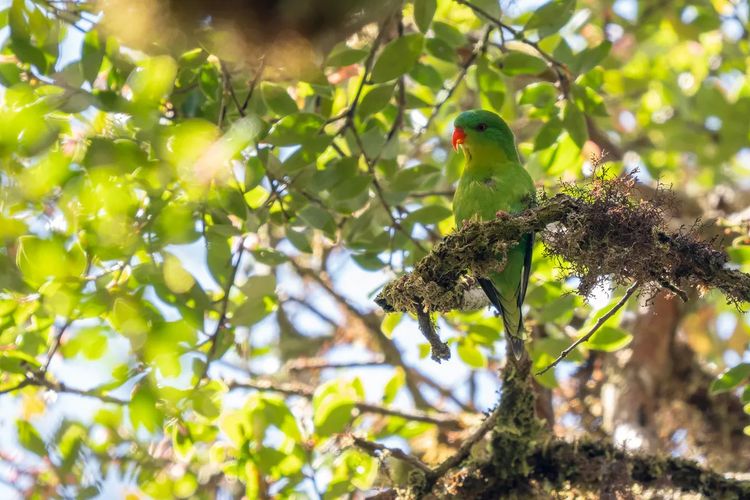 1 Abad Bersembunyi, Burung Blue-fronted Lorikeet Muncul di Pulau Buru Maluku