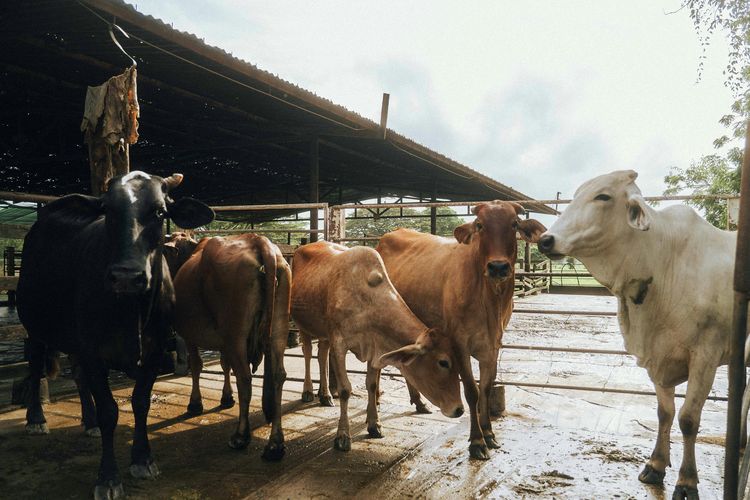 Daftar Harga Hewan Kurban di Jambi Jelang Idul Adha 2026: Sapi Tembus Rp 20 Juta, Kerbau Rp 22 juta