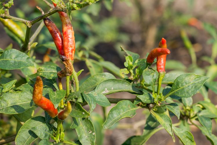 Ilustrasi penyakit patek pada tanaman cabai atau antraknose.