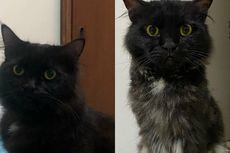 Viral, Foto Kucing Disebut Ubanan, Dokter Hewan: Bukan Faktor Umur