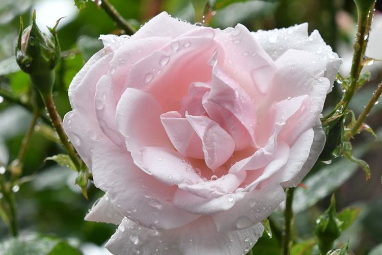 ilustrasi bunga mawar