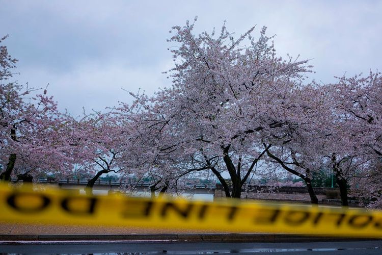 Bunga sakura di National Mall, Washington DC, Amerika Serikat.